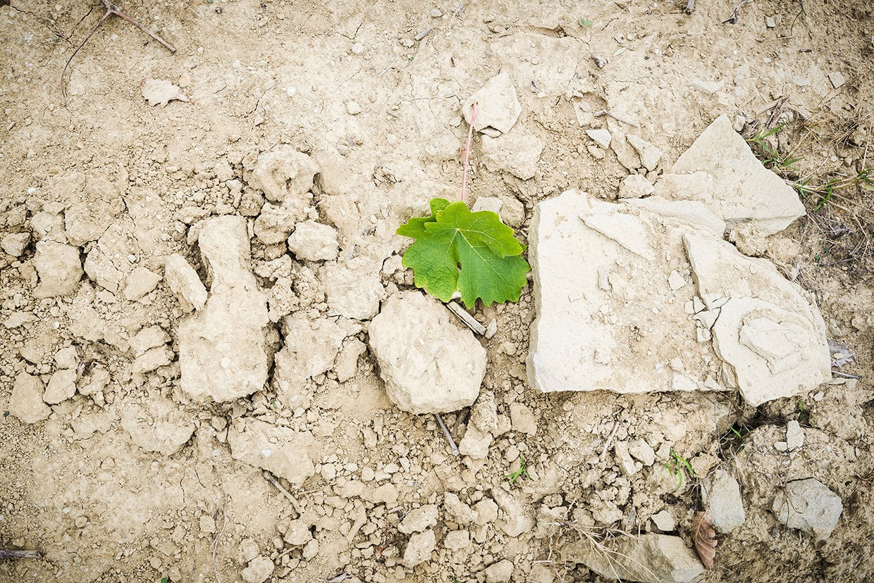 “The Terroir”