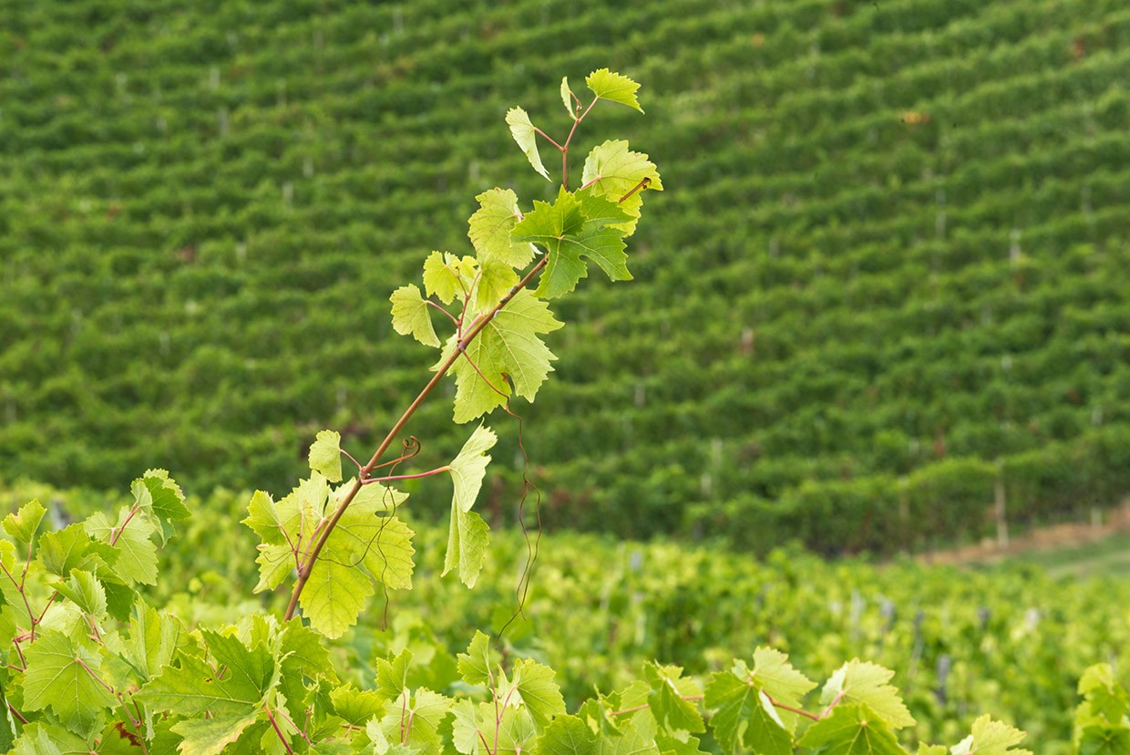 The Montestregone vineyard